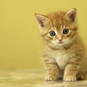 Meet your Posher, Fatima